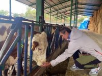 Bursa'da yapay zekayla süt hayvancılığı
