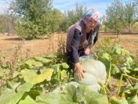Bursa'da 40 kilogramlık kabak yetiştirdi