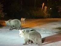 Bursa'da dağcılar ayılarla burun buruna geldi