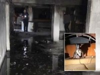 Bursa'da bir apartman günlerdir dehşeti yaşıyor! "Pitbull ve satırla bizi tehdit ediyor"