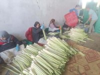 Bursa'da kışlık ürünlerde hasat başladı