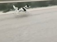 Bursa'da sahibinin terk ettiği köpek yürekleri burktu