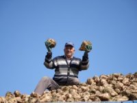 Pancar üretimindeki düşüş şeker arzında sorun oluşturmayacak