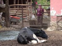 Bursa'da besiciler zorda! 'Şap' zararının karşılanmasını istiyorlar