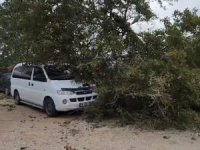Bursa'da lodos ağaç ve elektrik direğini devirdi