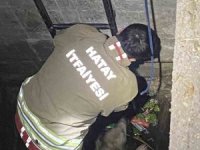 Su dolu kuyuya düşen 2 köpeği itfaiye kurtardı