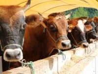 Deli dana hastalığı geri mi döndü?