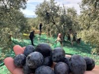 Bursa'nın ünlü zeytinini yağışlar kurtardı