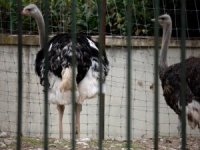 Avrupa'da kuş gribi alarmı!