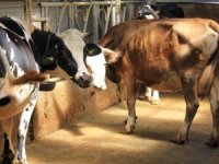 Bursa'dan şapa karşı önemli uyarı!