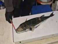 Bursa sahillerinde benekli balon balığı şoku