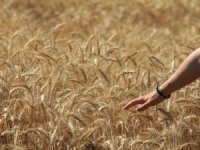 Tahıl üretiminde rekor artış bekleniyor
