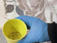 Fırın denetiminde mide bulandıran görüntüler