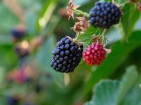 Bursa Büyükşehir 9 üründe fide ve fidan desteğinde bulunacak