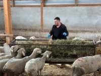 Şap mağduru Bursalı üreticiler destek bekliyor