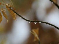 Bursalı çiftçilere 'yağmur' dopingi!