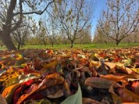 Bursa'da yorgun düşen meyve ağaçları sonbahar rengine büründü
