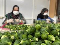 Rusya ve Hollanda lahanayı 'Brüksel'den değil Bursa'dan alıyor