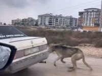Bunu yapan insan olamaz! Bursa'da köpeği aracın arkasına bağlayarak seyrettiıp...
