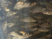 Türkiye nüfusu kadar balık deniz ve göllere bırakıldı