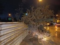 Bursa'da rüzgar koca ağacı kökünden devirdi