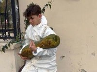 Bursa'da üretildi! Bu bal kabağı tam 30 kilo...