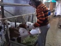 Bursa'da ölü buzağıyla üzüldüler, ikiz doğumla sevindiler