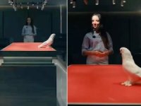 Duyan inanamadı! 2 araba fiyatına güvercin