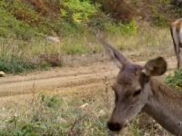 Bursa'nın kızılgeyikleri fotokapanla görüntülendi!