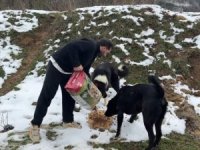 Uludağ'da aç kalan köpeklerin imdadına koştular