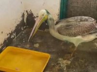 Bursa'da yaralı halde bulunan ak pelikan tedavi edilip doğaya salındı