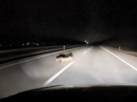 Bursa'da yola atlayan tilkiye araç çarptı