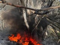 Bursa'da çıkan çalı yangını büyümeden söndürüldü