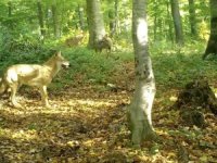 'Kurtlar konseyi' Uludağ'da toplandı
