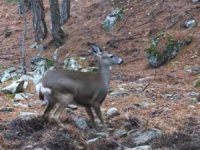 Bursa ormanlarında fotokapana yakalanan karacanın sevimli halleri