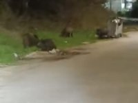 Bursa'da aç kalan domuz sürüsü şehre indi