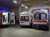 'İstanbul'da kuduz vakalarında patlama' iddialarına valilikten yanıt