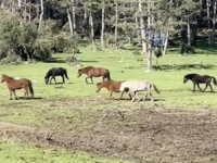Bursa’da yılkı atlarının özgürlük gezisi