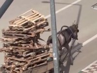 Görüntüler Bursa’dan! Atın aşırı yükü...