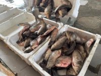 İstilacı İsrail sazanları balıkçılara gelir kaynağı oldu