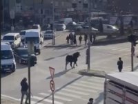 Bursa'da kaçan boğa ortalığı birbirine kattı