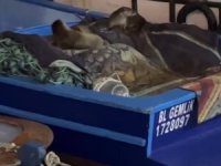 Su samuru ve yavruları Gemlik’te tekneye sığındı