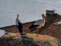 Yaren Leylek, Nazlı'sına kavuştu