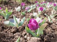 Bursa'nın her bir noktası çiçek açtı