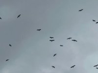 Leylek sürüsü Bursa semalarında görüldü