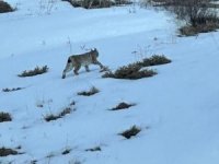 Karlı arazide vaşak görüntülendi
