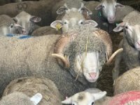 Şampiyon koçun kuzuları için sıraya girdiler