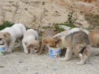 Bakan Çiftçi duyurdu! Toplanan sahipsiz sokak hayvanlarının oranı belli oldu...