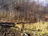 Ormanın gizemli sakini yaban kedisi görüntülendi