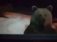 Bursa'da ayı kapıya kadar dayandı!